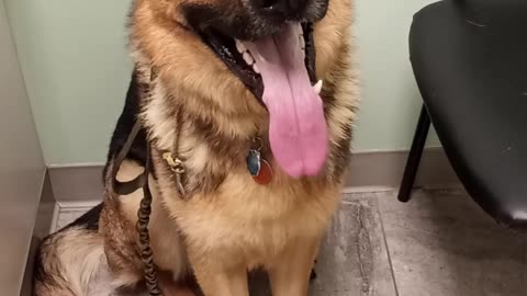 Virgil at the vet!