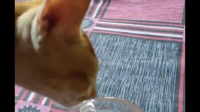 Gymnastic Catππ