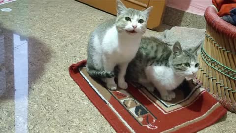 My cats wants to eat all the time