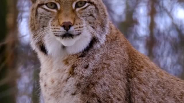 Lynxes