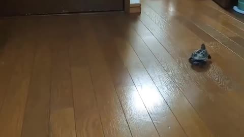 Tuned turtle