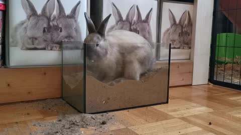 Cute Rabbit Digging