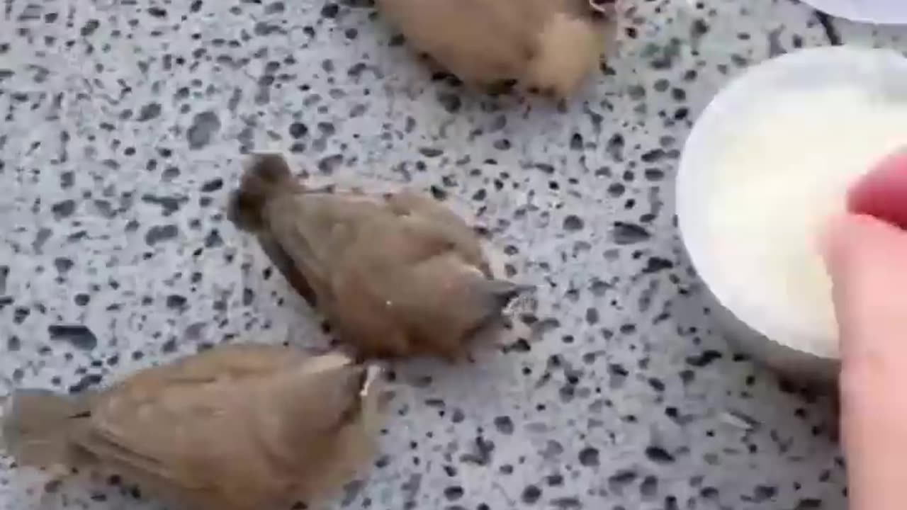 funny animal videos, funny animals hub, funniest animal videos