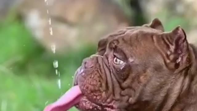 BEST 2021 FUNNIEST ANIMALS Funny Animal Videos Compilation Try Not To Laugh!!