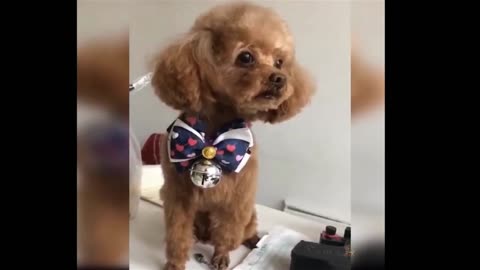 dog says mama mama🥺