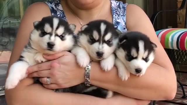 put me down