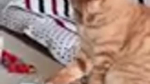 MOST FUNNY CAT VIDEO CLIP COMPILATION 2021 I LOL I TRY NOT TO LAUGH I SHORT & SWEET PART52 #SHORTS