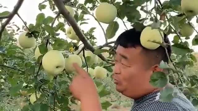 Farm Fresh Ninja Fruit Cutting Desi Satisfying Fruit Ninja Fruit Ideas | Amazing Fruits Video