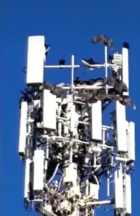 ANTENA 5G CHEIO DE PÁSSAROS MORTOS