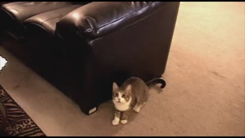 Lovely cat plays fetch amazing