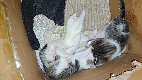 Little Kittens are playing. Cute kittens are funny
