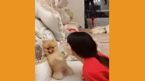 Cute Cat And Dog Doing Funny Things Video🐈😜