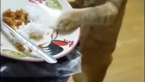 Cat Kitten Steal Food 😂😂😂