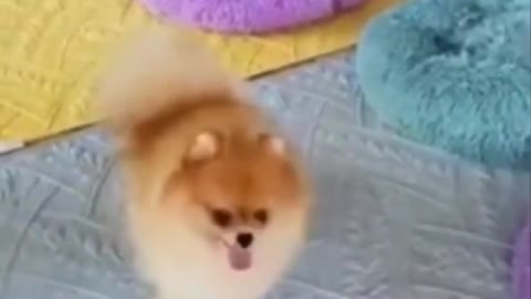 Top Funny Cute Dog Videos