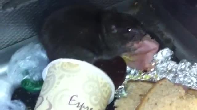 Black rat in corner of subway next to soda cup and sandwich