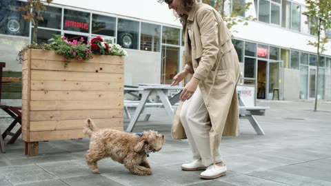 cute puppy jumping towards owner