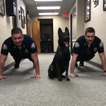 Alabama Police Dog Shows Officers How To Do Push-Ups