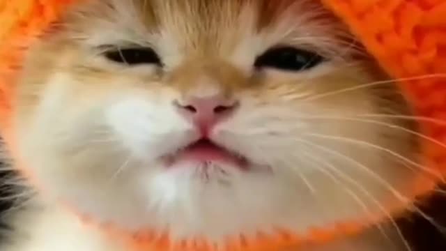 Too cute__cat