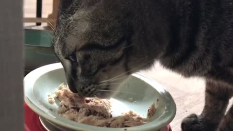 a cat eating a meal