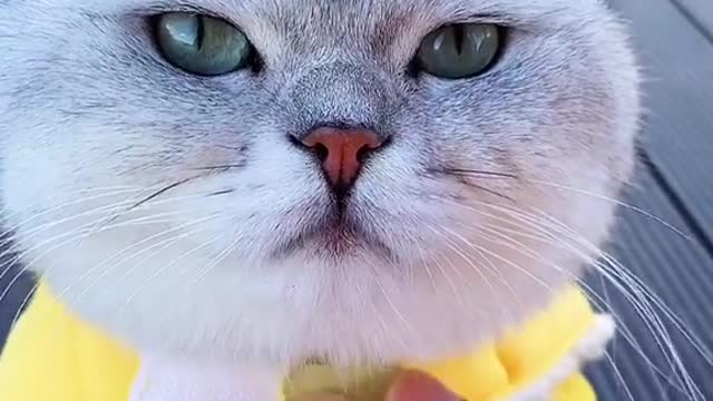 Cat video Playing Beautifull cat video Playing