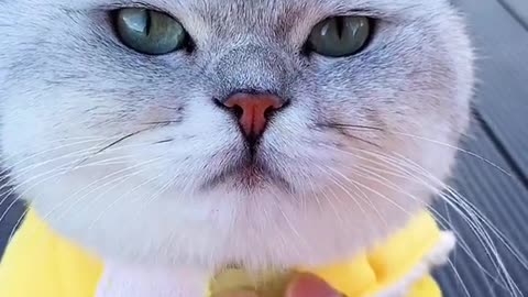 Cat video Playing Beautifull cat video Playing