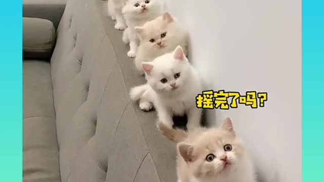 Cute and Funny Cat Videos Compilation