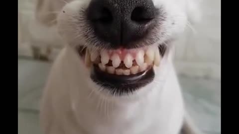 Happy Dog