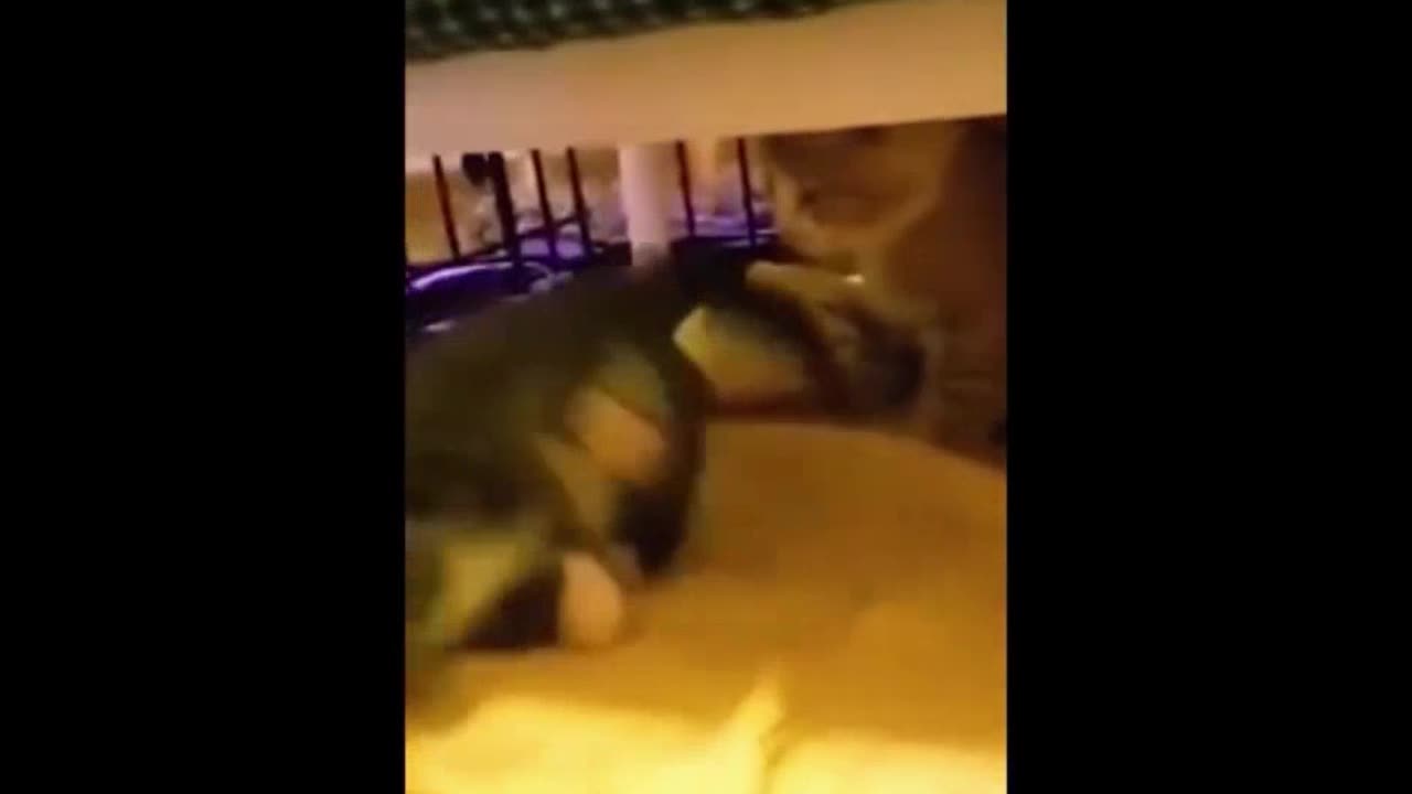 Pet funny collection!!!!!!!!!!!!