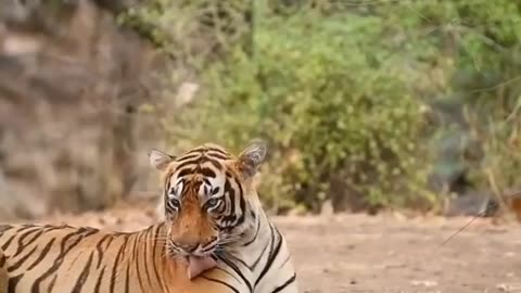 Wildlife in Close view with different perspective.