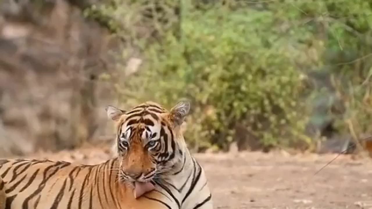 Wildlife in Close view with different perspective.