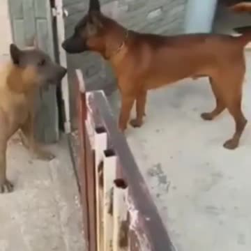 Two dogs having fun