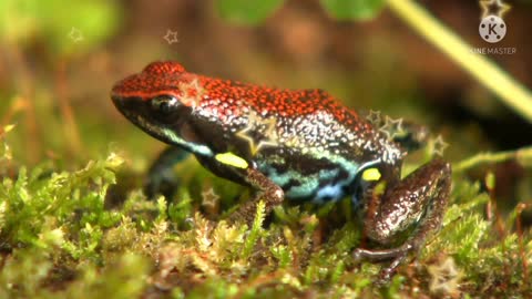 Small and colored frogs.