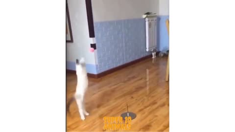 Cute playing cat must watch