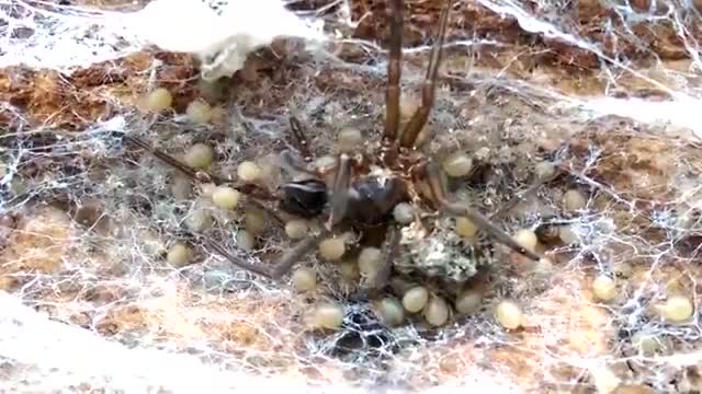 puppies feeding on their mother!