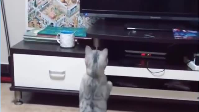 Cats are very beautiful creatures