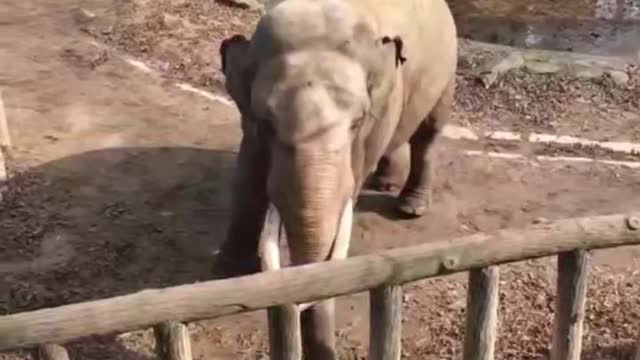 cute elephant