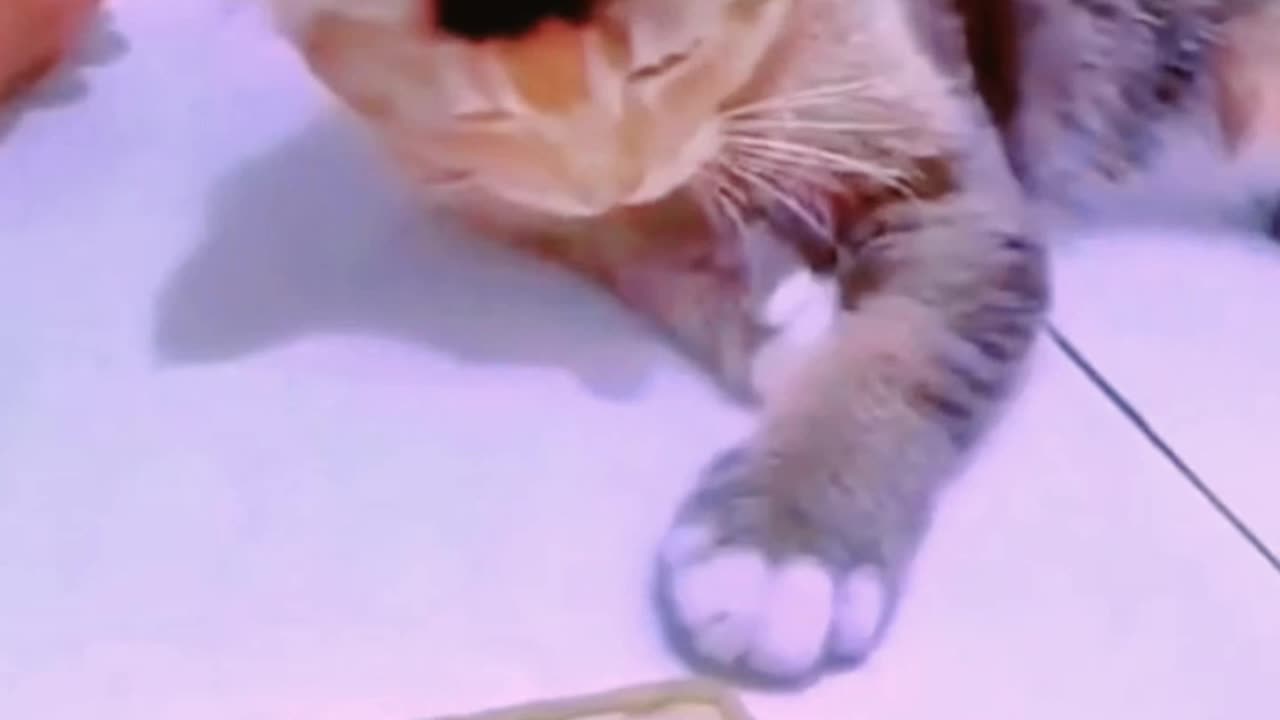 Funny Cat video