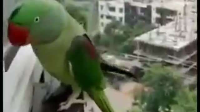 Very cute 🥺 Parrat speak mummy| popat say mummy