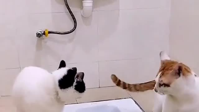 Cat funny videos
