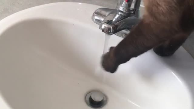 Siamese cat plays with water in sink faucet