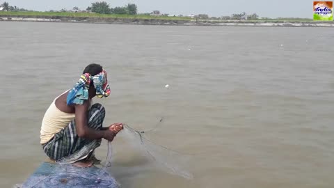 hilsa catching