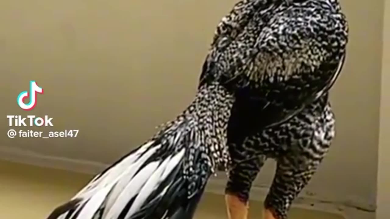 Pakistan best animal