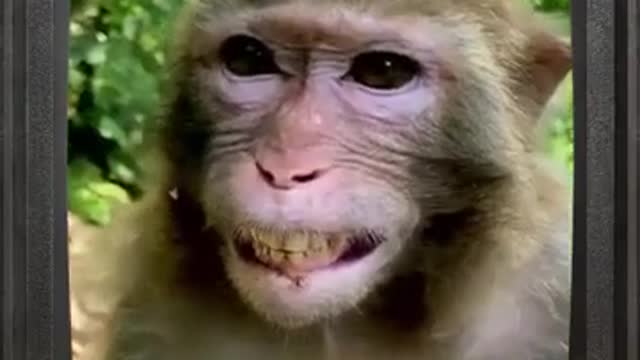 Monkey Laughing