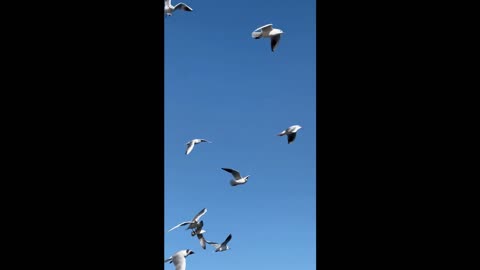 Birds Flying