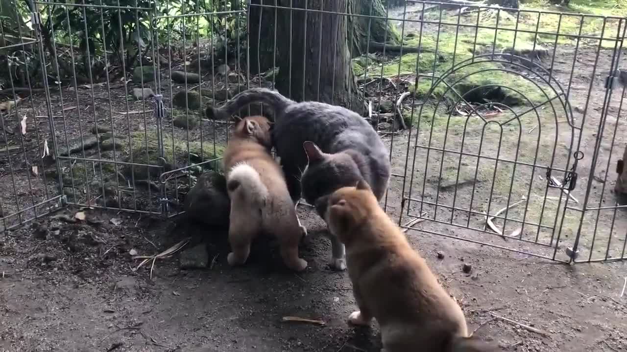 cute cat plays with 2 puppys