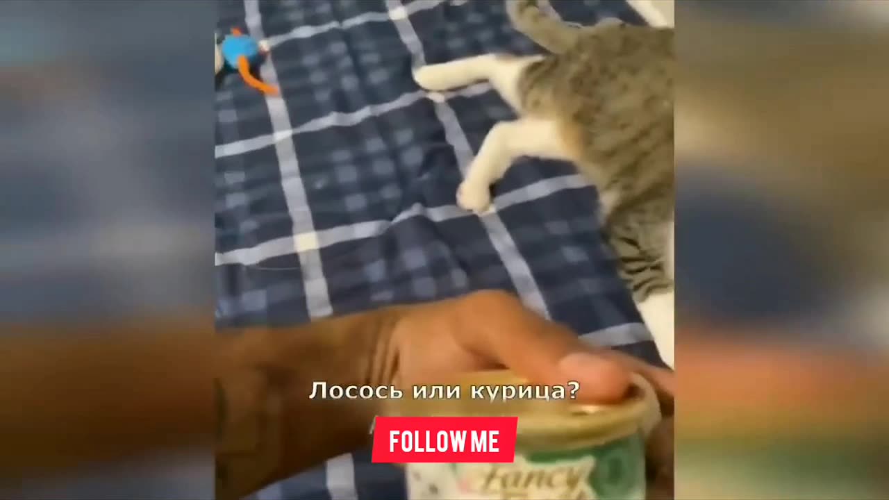 FUNNY ANIMAL CUTE CATS AND DOGS