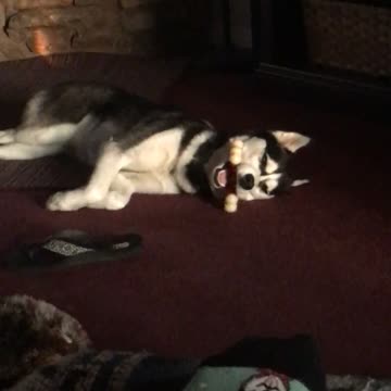 Husky sleeps with bone in weirdest possible way