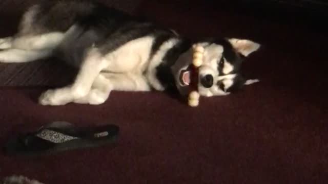 Husky sleeps with bone in weirdest possible way