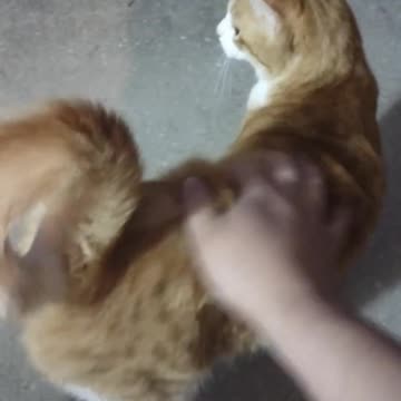 The Radish Cat Porch Pounce