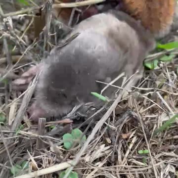 Mole Succombs To Rat Terrier